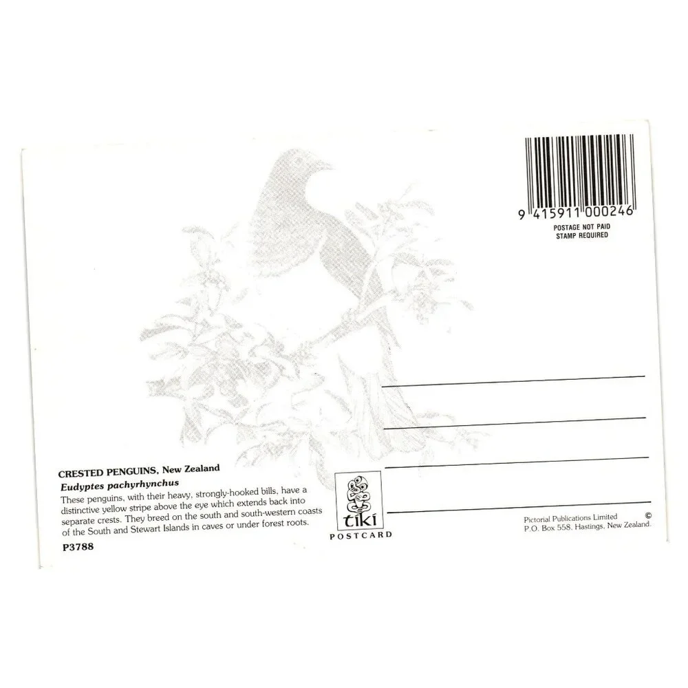 New Zealand Crested Penguins Postcard Featuring Stunning Wildlife Photography
